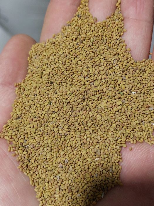 Жоңышқа ұрық тұқым