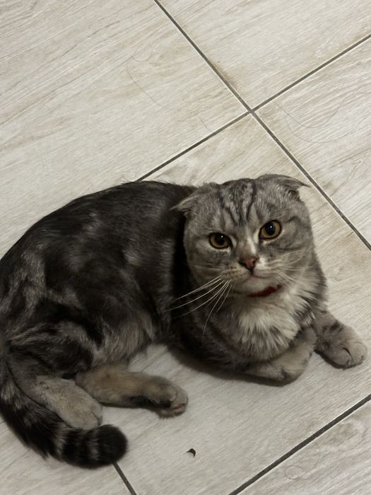 нашли кота, Кокшетау