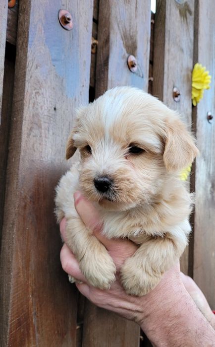 Голдъст йоркширски териер-мини!!!