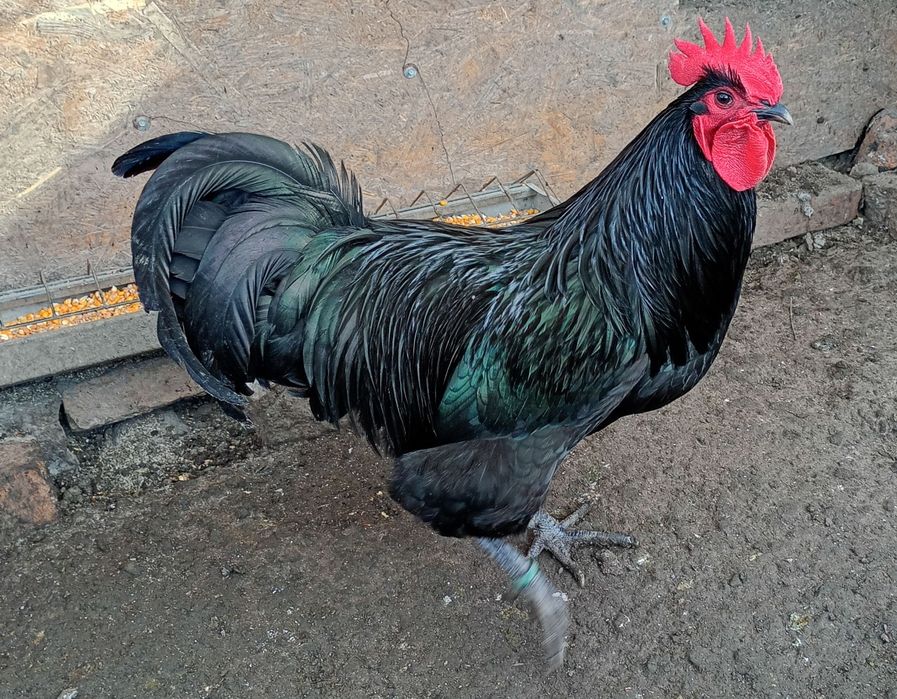 Cocoși Australorp