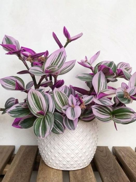 Традесканция Нанук