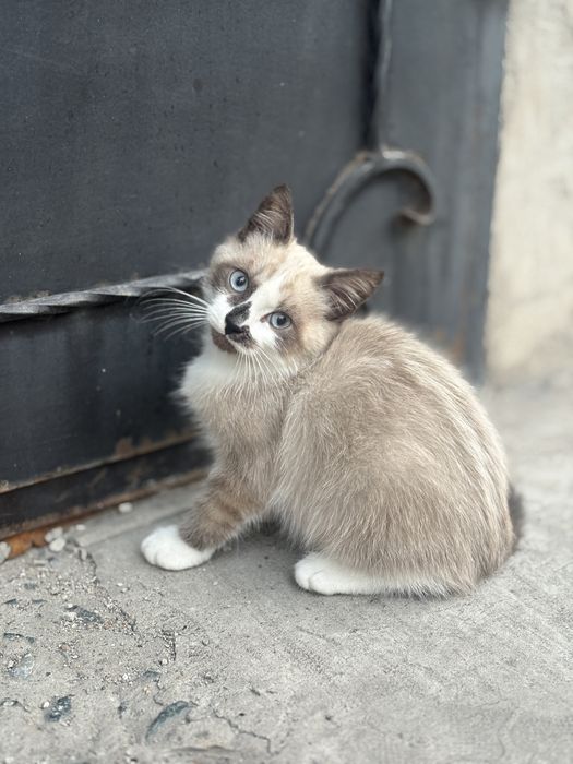 Ищем дом котенку !!
