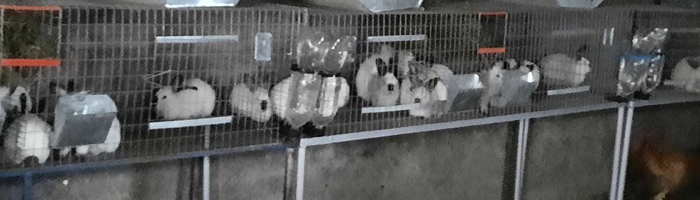 Iepuri californian mascul diferite virste