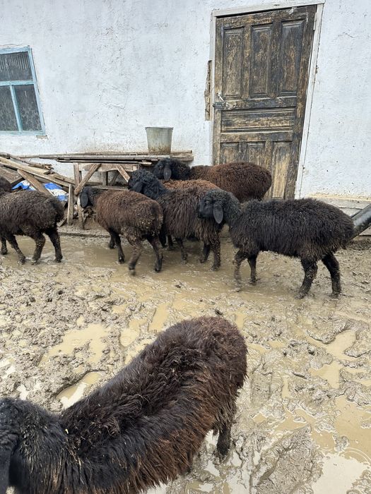 Токтылар Бараны Овцы