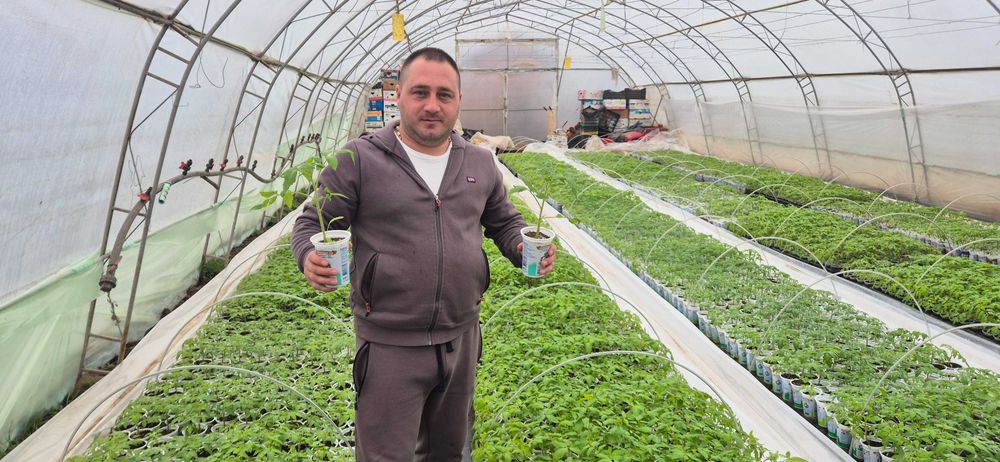 Разсад домати краставици