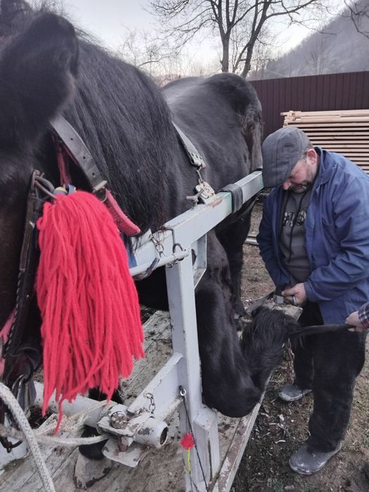 Mânz de 2 ani de vanzare potcovit și prins la ham
