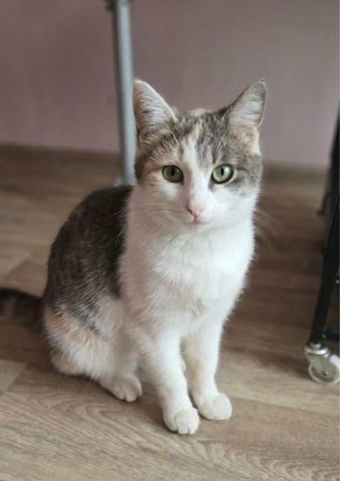 Кошечка в добрые руки