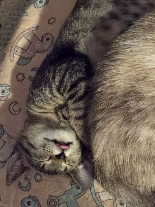 Adoptie pui pisica