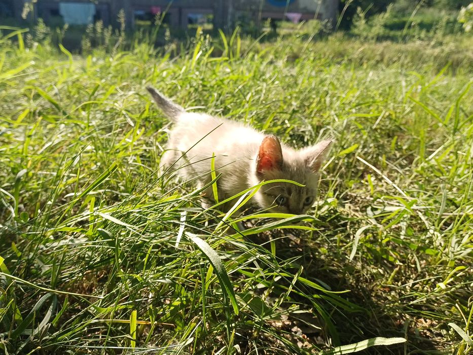 Отдаем котёнка в хорошие руки