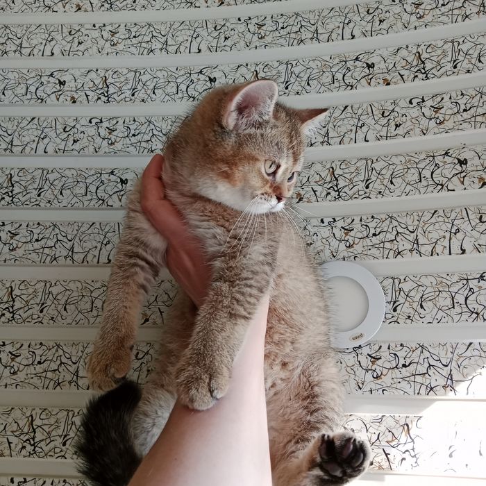 Золотой Шиншила мальчик