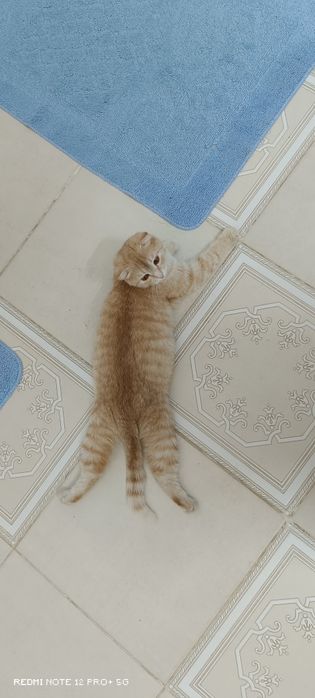 Кошка в добрые руки