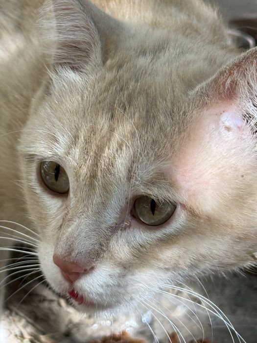 Котик в добрые руки