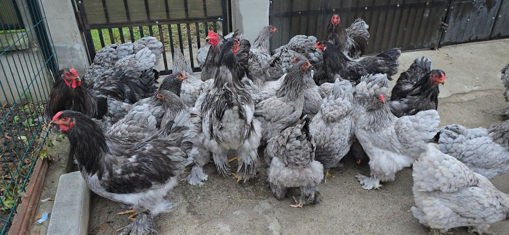 Brahma Albastru tineret si adulte