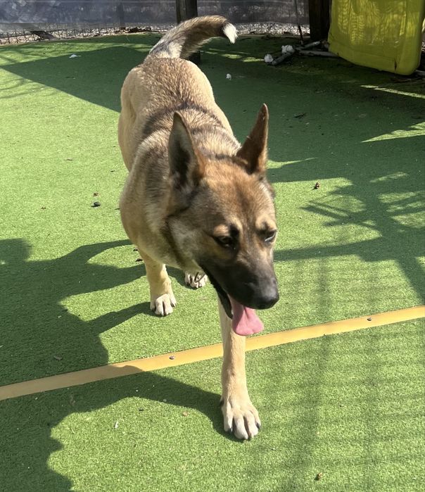 Мая търси дом  белгийска овчарка микс