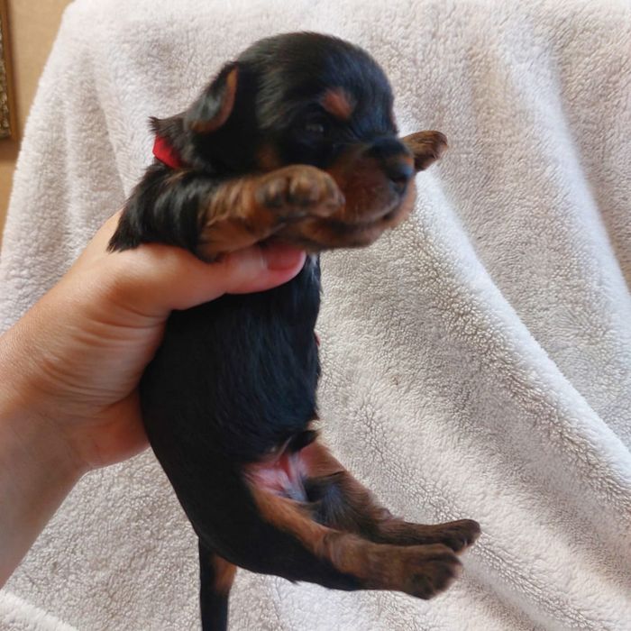 Очаровательные щенки Йорка.