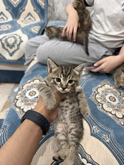 Домашние Котики