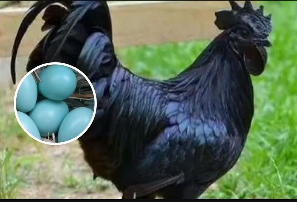 ИЯ Ухейилюй продам