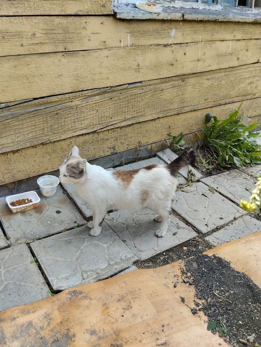 Отдам котят помесь бобтейла