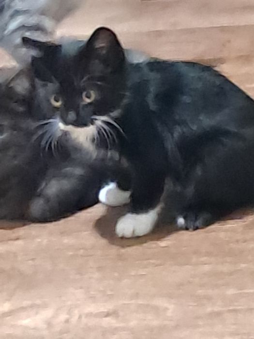 Котята, мальчики, все кушают