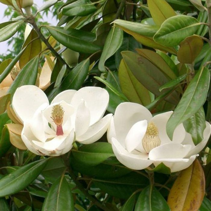 Magnolia grandiflora veșnic verde