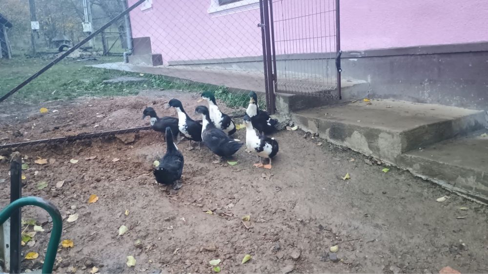 Rate de vanzare/schimb