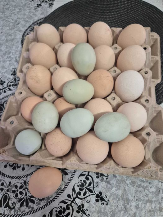 Oua de casa pentru consum