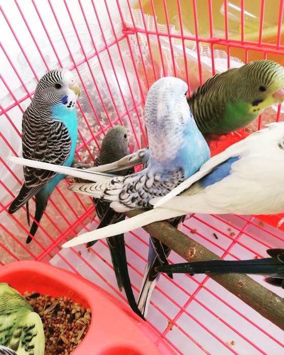 Продам попугаев Попугай волнистый Попугайчик