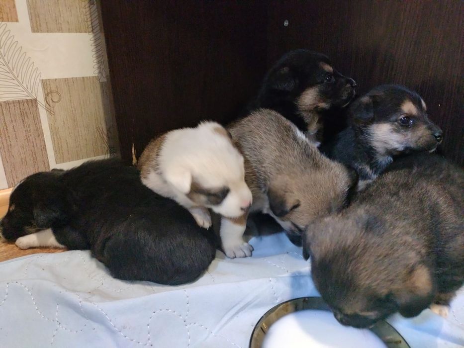 Отдам щенят в хорошие руки