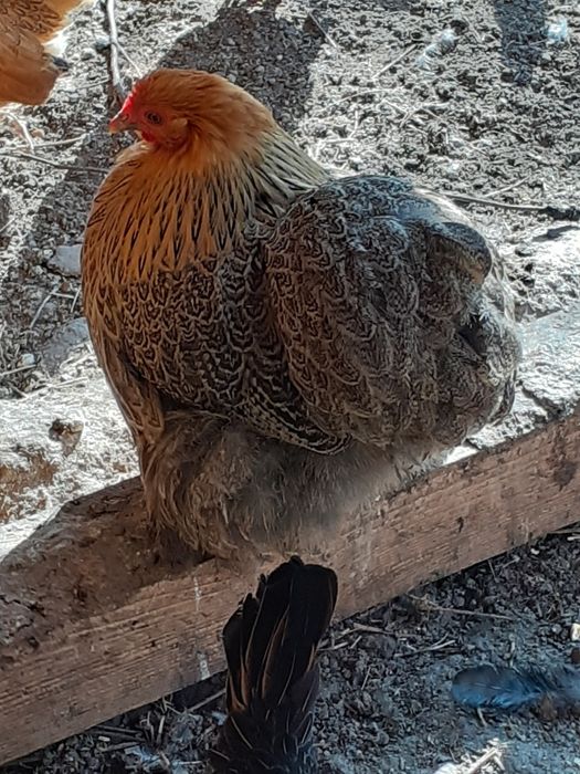 Vând  cocos uriaș cochinchina pitic