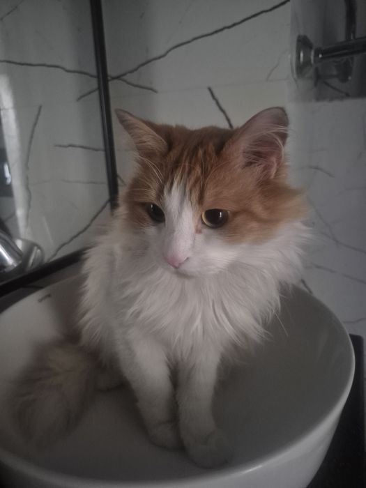 Отдам в добрые руки кота