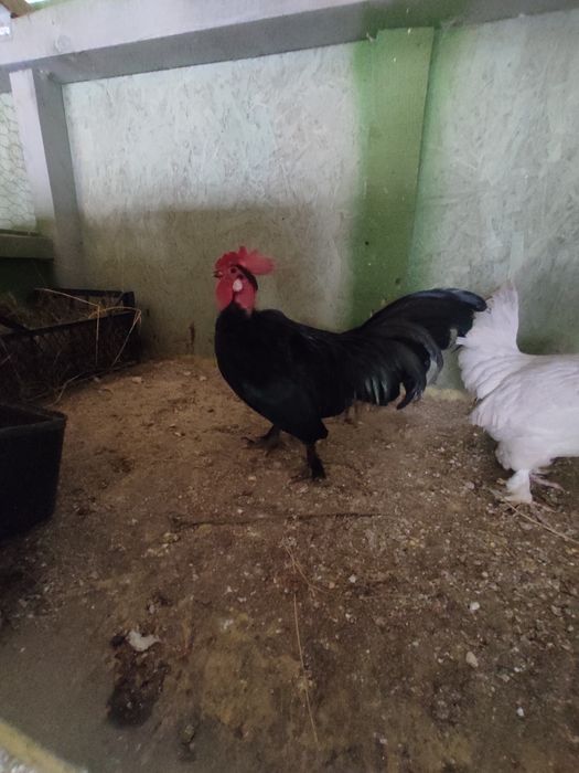 Cocoșel pitic golaș!