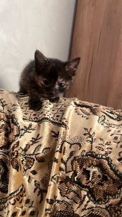 Отдам в добрые руки замечательных котят