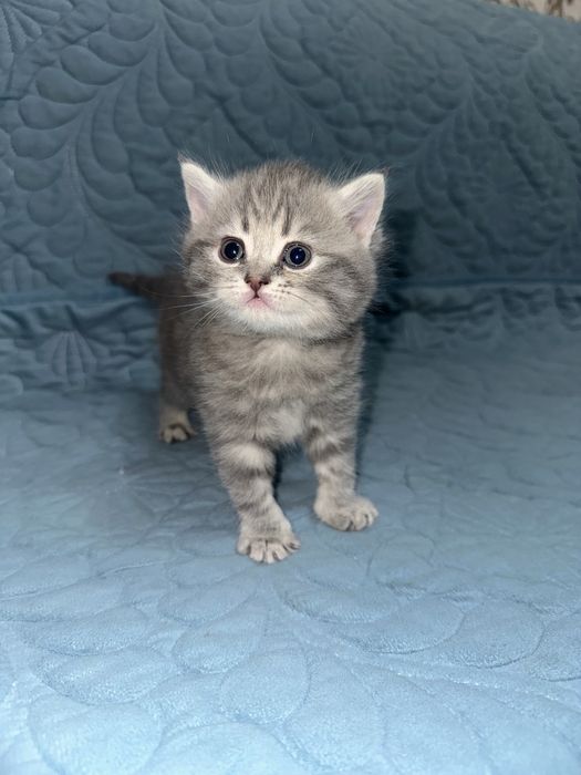 Продам котят британской породы