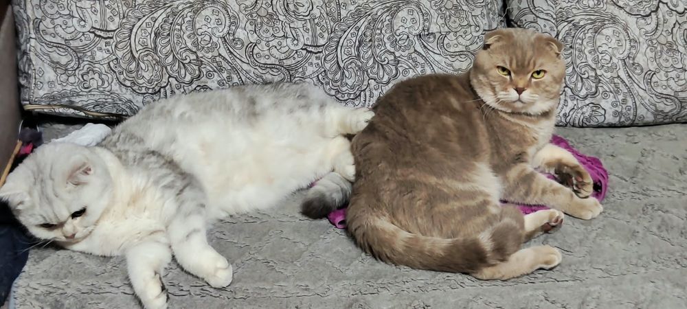 Шотландские котятя