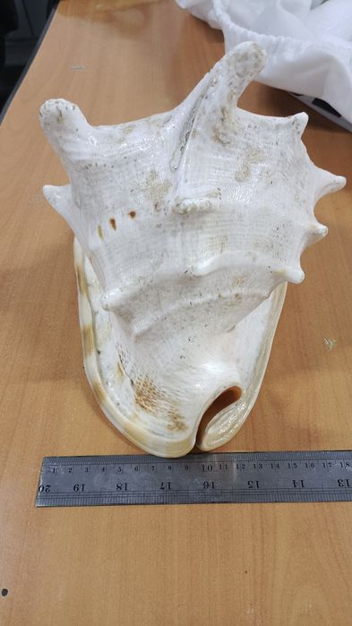 Продам Ракушку 20000