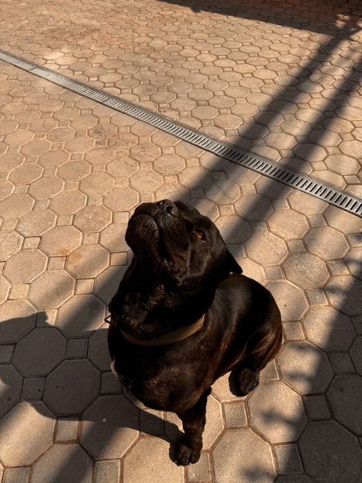 Вязка Кане Корсо