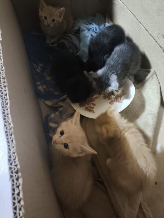Отдам котят в добрые руки