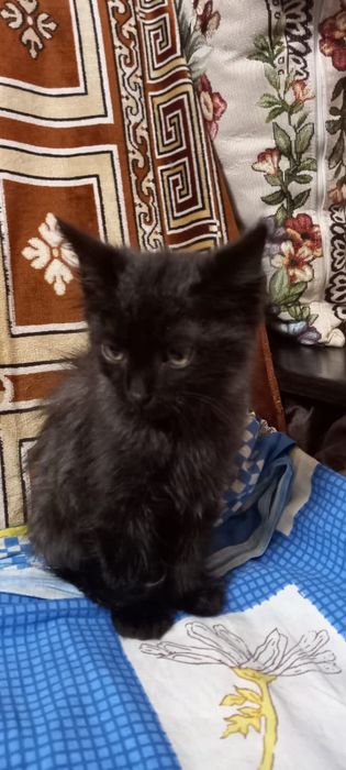 Котенок  очень красивый