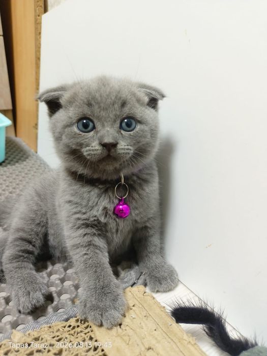 Продаются котята