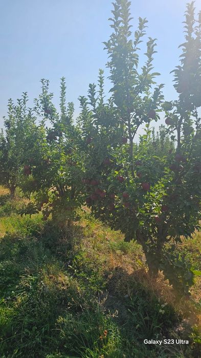 Продается яблоневый сад