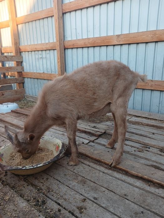 Теке лақ сатылады.