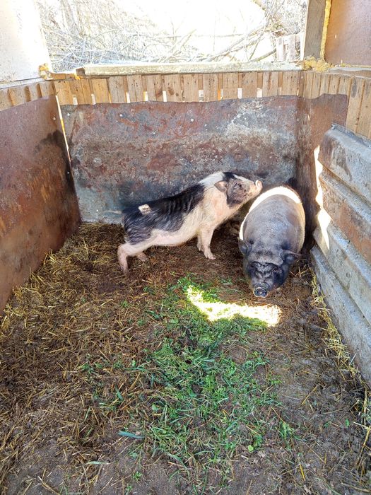 Виетнамски прасета