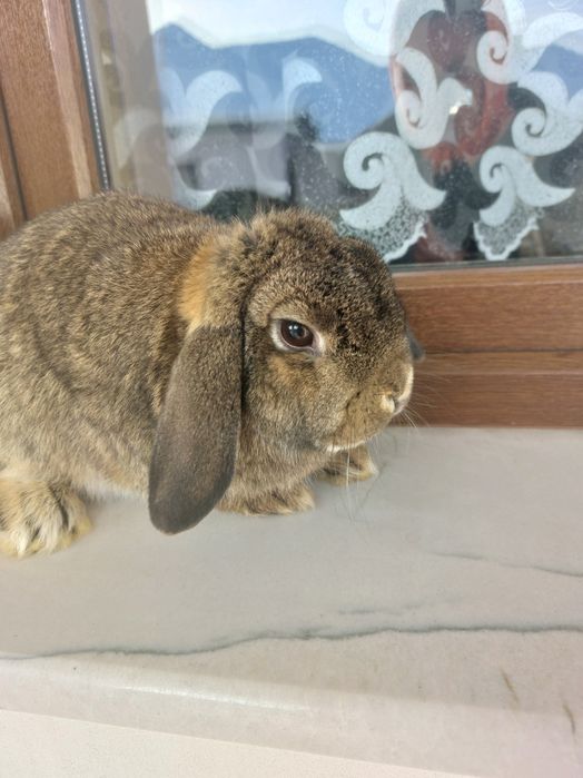 Iepuri pitici de Paște