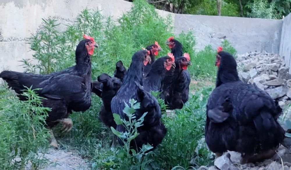 Хакикий эски зот гигант корашахзода