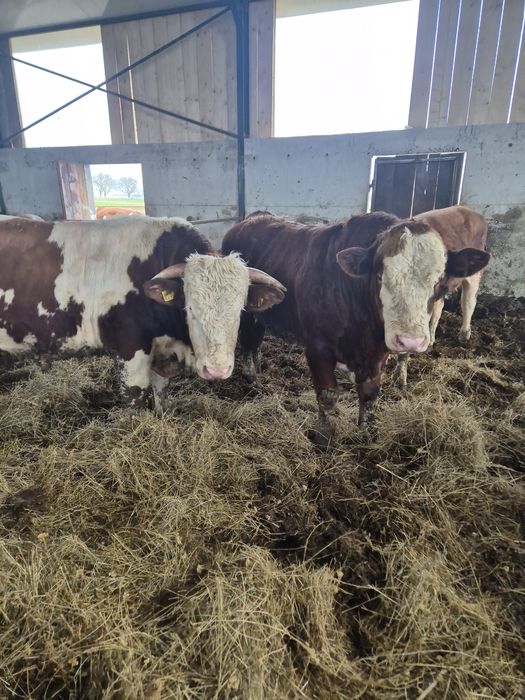 Tauri băltată românească