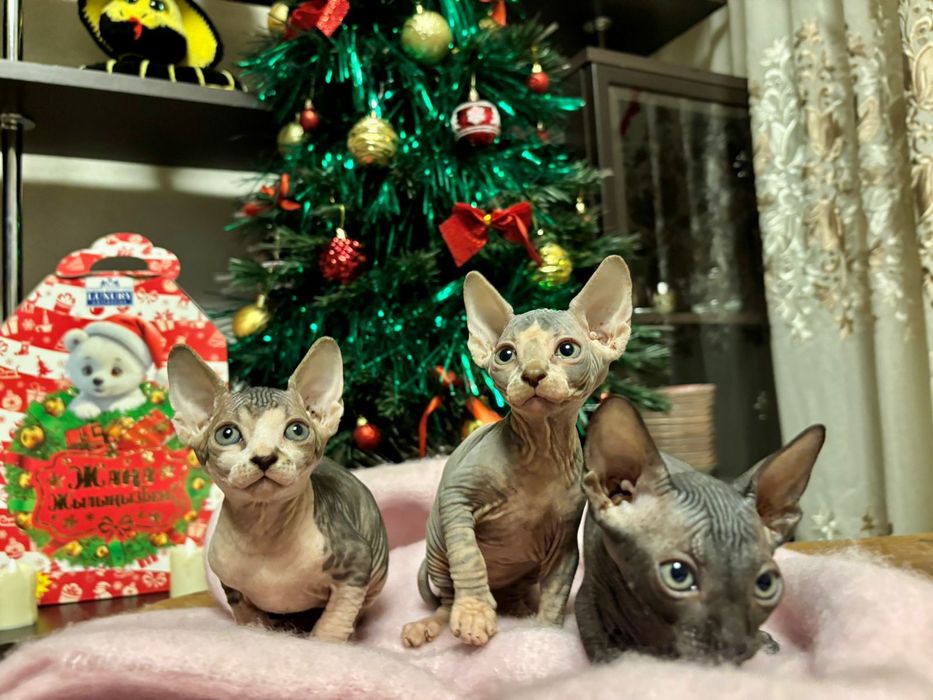 Продаю котят канадского сфинкса