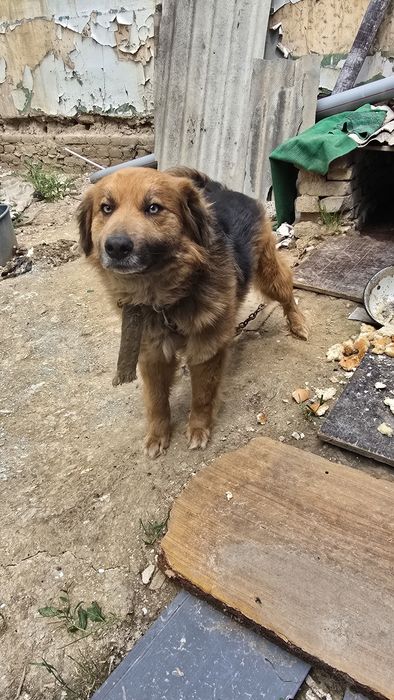 В добрые руки пёс!