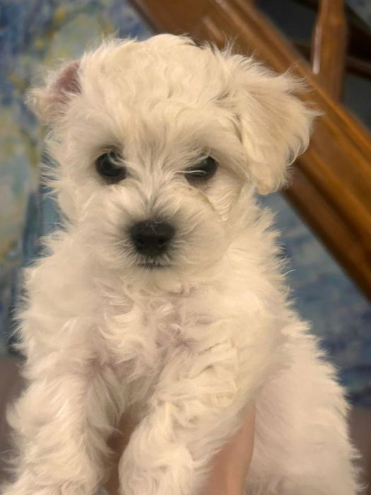 Продаем милых  щенкоа Мальтипу