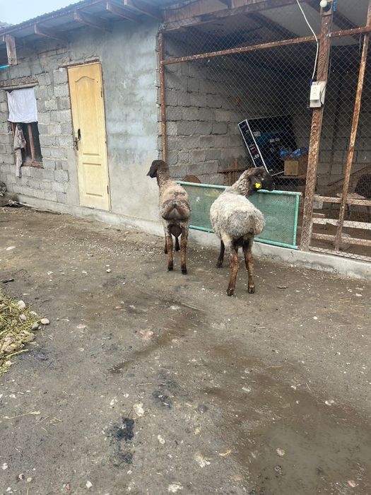 Тоқты қошқар сатылады