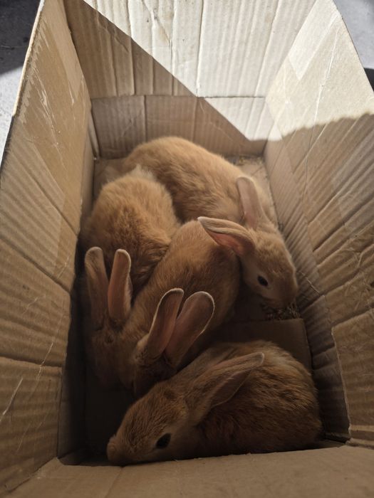 Продам крольчат  .
